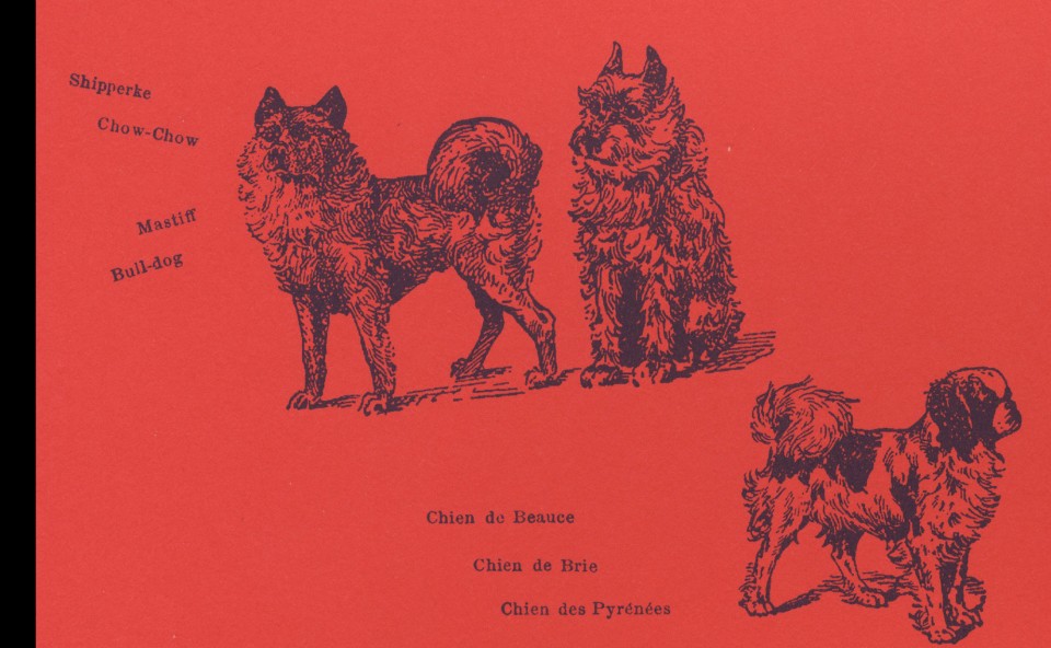 Chien chute